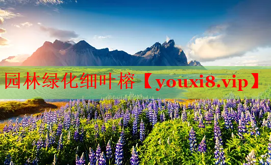 园林绿化细叶榕