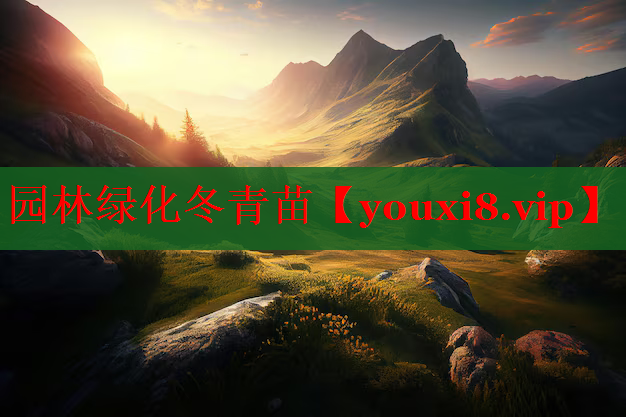 园林绿化冬青苗