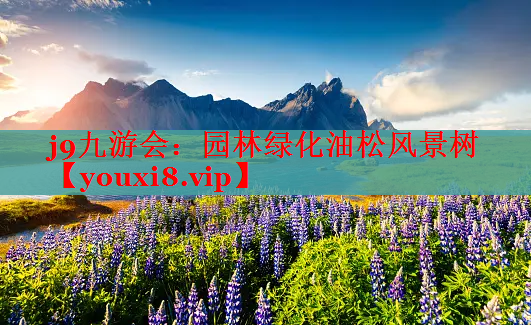 园林绿化油松风景树