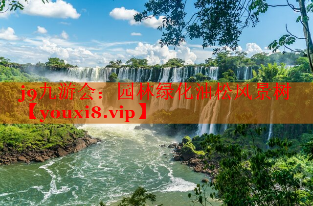 园林绿化油松风景树