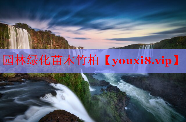 园林绿化苗木竹柏